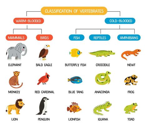 Classification of vertebrates animals. Scheme for kids with cute animals. Cold blooded and warm blooded. Classification Of Vertebrates, Vertebrates Animals, Classification Of Animals, School Drawings, Cold Blooded, Science Worksheets, Tree Saw, Cityscape Photos, Logo Banners