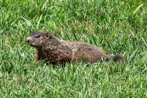 8 Ideas for How to Get Rid of Groundhogs How To Get Rid Of Chiggers, How To Get Rid Of Groundhogs In Yard, How Do You Get Rid Of Groundhogs, Ground Hogs, How To Get Rid Of Gophers In Yard, Getting Rid Of Gophers, Get Rid Of Groundhogs, Digging Holes, Window Well