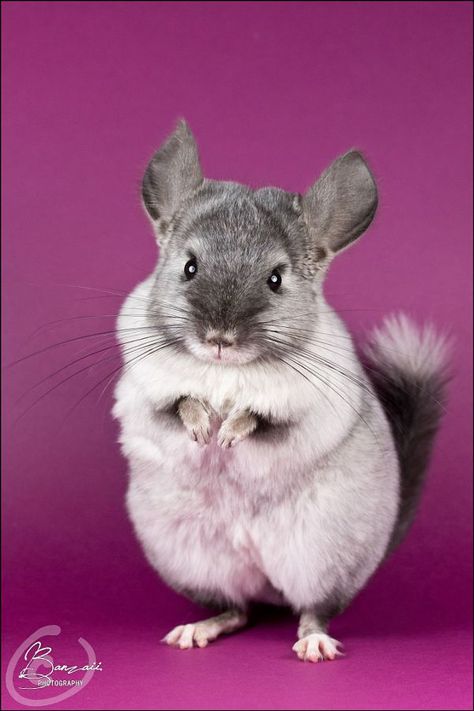 Baby Chinchilla, Chinchilla Cute, Chinchilla Pet, Funny Hamsters, Interesting Animals, Chinchillas, Little Critter, Hamsters, Rodents