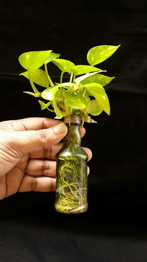 11 Amazing Science-Backed Pothos Plant Benefits Grow Plants In Water, Growing Plants In Water, How To Grow Plants, Plants Grown In Water, Tanaman Air, Indoor Water Garden, Plants In Bottles, Interior Boho, Plant Benefits