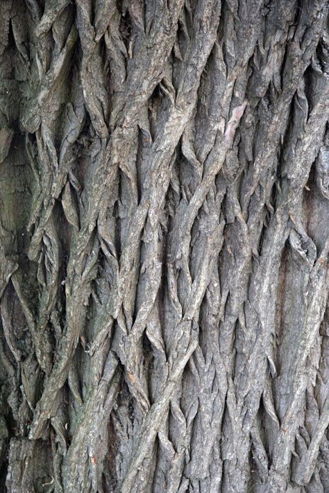 How to Make Aspirin from a Willow Tree « Home Remedies :: WonderHowTo Plant Powers, Survival Medicine, A Willow Tree, Emergency Prepardness, For Headaches, Book Background, College Stuff, Mural Ideas, Willow Bark