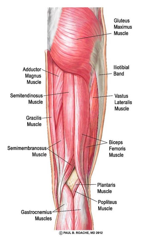 Thigh Muscle Anatomy, Leg Muscles Anatomy, Psoas Iliaque, Hip Anatomy, Leg Anatomy, Human Muscle Anatomy, Basic Anatomy And Physiology, Yoga Anatomy, Human Body Anatomy