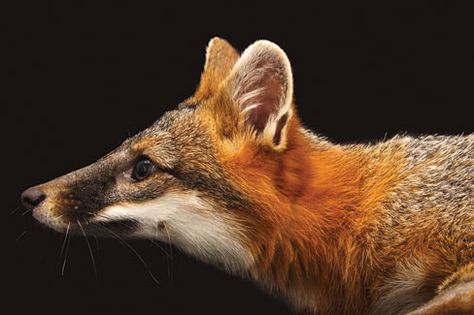 Gray Fox by Joel Sartore Photo Ark Joel Sartore, National Geographic Photographers, Wildlife Rehabilitation, Wildlife Pictures, Grey Fox, Wildlife Conservation, National Geographic, Animal Photography, Black Backgrounds