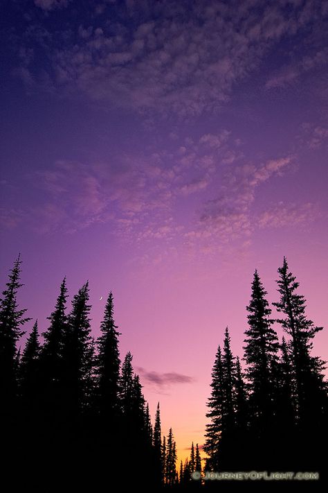 At Hurricane Ridge at Olympic National Park, Washington the crescent moon rose out of a beautiful sunset above the pine trees. Sunset Reference Photo, Sunset Reference, Sunset From Mountain, Sunset Woods, Sunset With Trees, Sunset Through Trees, Sunsets Purple, Sunset Trees, Olympic National Park Washington