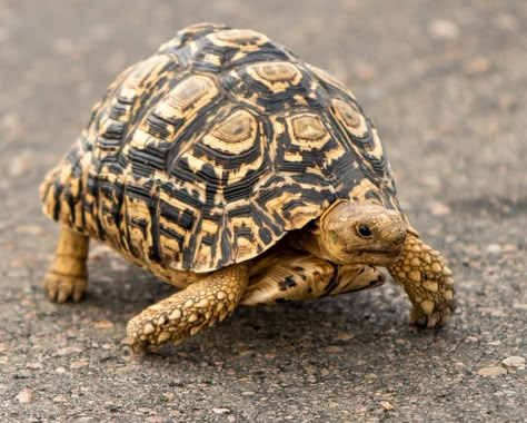 Tortoise Hair Color, Tortoise Photography, Tortoise Habitat Indoor, Horsefield Tortoise, Animal Pfp Cute, Tortoise Tattoo, Tortoise Shell Nails, Cute Animal Pfp, Animal Pics Funny