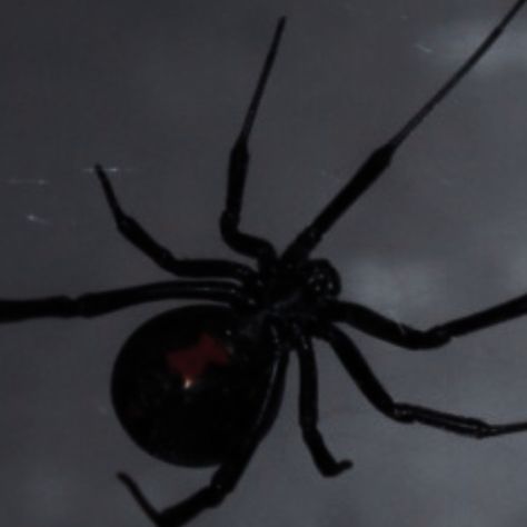 Spider Icon Aesthetic, Black Widow Aesthetic Spider, Wydowna Spider Aesthetic, Arachne Aesthetic, Red Spider Aesthetic, Spider Aesthetic Dark, Black Widow Spider Aesthetic, Spiders Aesthetic, Spidersona Aesthetic