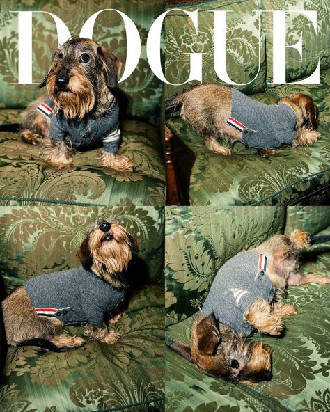 Everyone in @ThomBrowne and Andrew Bolton’s house wears Thom Browne: the gardener trimming the bushes in front of their pristine Sutton Place home; the loyal publicists; and even our #Dogue cover star Hector, the wire-haired dachshund, is in a gray cashmere sweater complete with Browne’s signature four-bar stripe. The wiener dog’s larger-than-life reputation precedes him, and that is not an exaggeration: He is the blueprint for Browne’s Hector bag, a purse quite literally made in his image. ... Made In His Image, Celebrity Dogs, In His Image, Pitbull Rescue, Gray Cashmere Sweater, Tea Cup Poodle, Gray Cashmere, Sutton Place, Wire Haired Dachshund