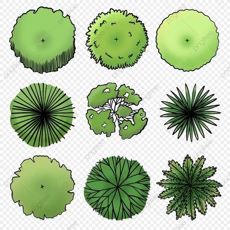 Tree Top View Png, Trees Sketch, Architectural Trees, Trees Top View, Sketch Free, Landscape Design Drawings, Photoshop Rendering, Landscape Architecture Drawing, Tree Plan