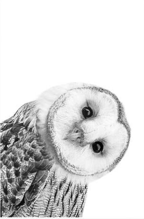 Tupac Art, Owl Drawing, Snow Owl, Owl Collection, Winter Wall Art, Owls Drawing, Diy Watercolor Painting, Animal Graphic, Owl Painting