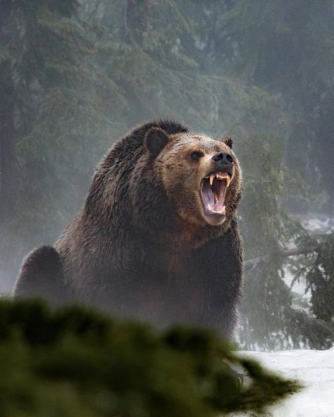 Roaring Bear, Get Off My Lawn, Grizzly Bears, Bear Tattoos, Brown Bears, Brother Bear, Bear Character, Animal Reference, The Revenant