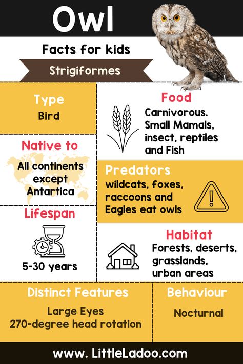 Owl Facts for kids - The Ultimate Guide to Learn All About Cows Hedgehog Facts For Kids, Elephant Facts For Kids, Owl Facts For Kids, Peacock Facts, Hedgehog Facts, Reindeer Facts, Facts Infographic, Animal Facts For Kids, Stories With Moral Lessons