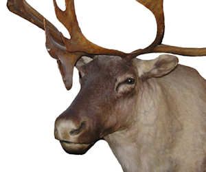 Cleaning Deer Head Mounts How To Clean Taxidermy Mounts, How To Clean Animal Skulls, How To Clean A Deer Skull, Processing A Deer, Chronic Wasting Disease Deer, White Vinegar Cleaning, Deer Heads Mount, Elk Head, Deer Antler Crafts