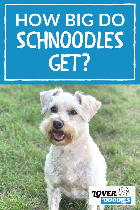 Miniature Schnoodle, Mini Schnoodle, Doodle Breeds, Doodle Dog Breeds, Schnoodle Puppy, Puppy Facts, Small Doodle, Dog Breeds Medium, Doodle Puppy