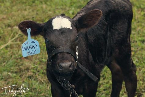 Cow proposal Country Proposal Ideas, Country Prom, Show Cows, Western Themed Wedding, Country Theme Wedding, Proposals Ideas, Anime Devil, Farm Baby, Country Theme