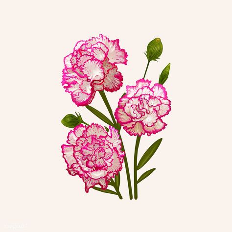 Illustration drawing of Dianthus caryophyllus | premium image by rawpixel.com Carnation Drawing, Botanical Prints Free, Dianthus Flowers, Dianthus Caryophyllus, Watercolor Flower Illustration, Free Illustration Images, Rose Illustration, Pink Carnations, Carnation Flower