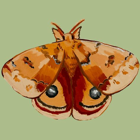 Io Moth, Moth Species, Live Painting, Gouache Art, Insect Art, Visual Journal, Bugs And Insects, Gouache Painting, Art Sketchbook