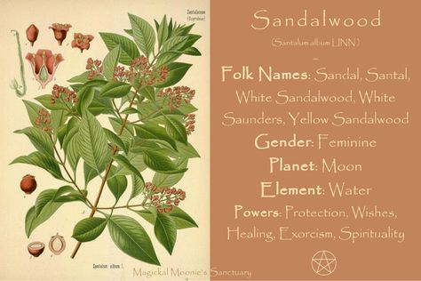 Sandalwood properties Sandalwood Properties Magic, Sandalwood Magical Properties, Sandalwood Properties, Tree Correspondences, Witchy Incense, Witchy Practices, Winchester Journal, Green Witchery, Hedge Witchery