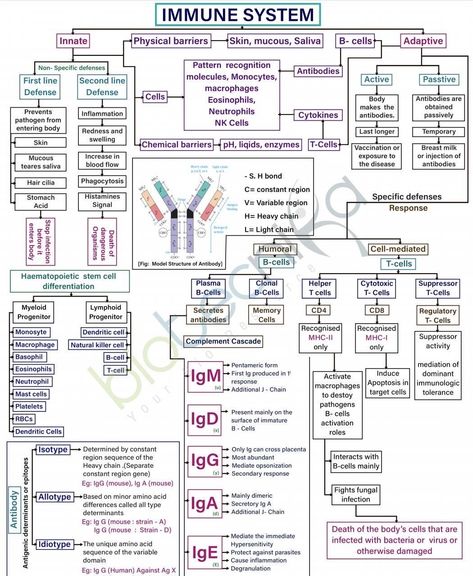 Oren Gottfried, MD (@OGdukeneurosurg) on X Immunology Study Notes, Immunity Nursing, Clinical Microbiology, Microbiology Study, Biochemistry Notes, Biology Classroom, Vet Medicine, Biology Facts, Medical Student Study