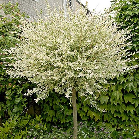 YouGarden Salix Hakuru Nishiki Standard Plants YouGarden https://www.amazon.co.uk/dp/B00TXI4WOA/ref=cm_sw_r_pi_dp_U_x_2uf0CbAG182V2 Standard Hydrangea Tree, Flamingo Salix Tree, Tall Bushes In Front Of House, Flamingo Willow, Front Of House Plants, Standard Trees, Flamingo Tree, Salix Integra, Front Driveway