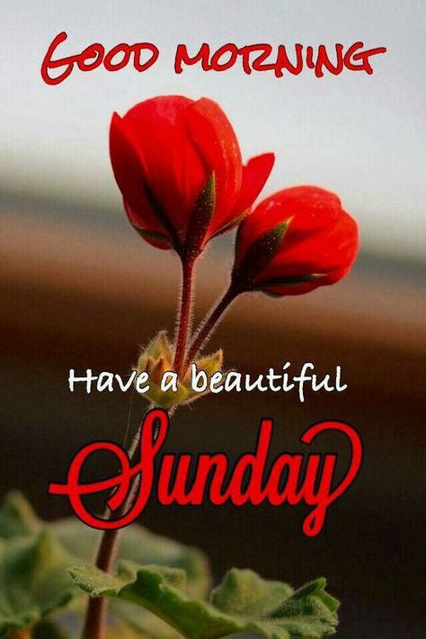 829+ {Sunday} Good Morning Images Quotes Pics Wishes in Hindi Sunday Morning Wishes, Happy Sunday Images, Have A Beautiful Sunday, Good Morning Sunday Images, Happy Sunday Morning, Sunday Morning Quotes, Sunday Wishes, Sunday Images, Good Morning Happy Sunday