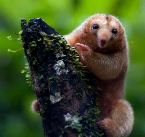 Behold! The tiny silky anteater - Imgur Pygmy Anteater, Silky Anteater, Awesome Animals, Unusual Animals, Rare Animals, Silly Animals, Animal Sketches, Weird Animals, Unique Animals