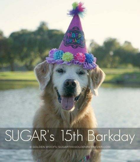 Senior Dog SUGAR 15th Barkday - The most wonderful thing about a birthday is that it is a Celebration of Life. Precious HAPPY Memories are created. A birthday celebration is always full of SMILES and Love. Dog's Birthday, Dehydrated Dog Food, Dogs Birthday, Elderly Dogs, Dog Treats Homemade Recipes, Dog Meet, Dog Birthday Party, Love Is Gone, Dog Adventure