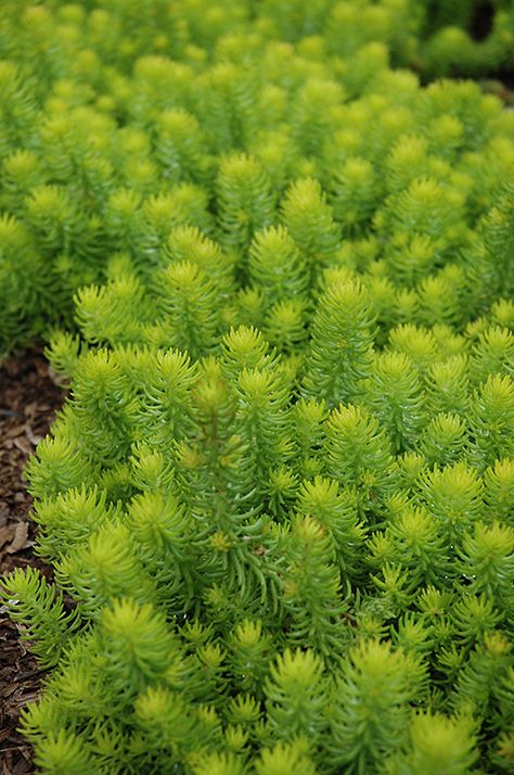 Find Angelina Stonecrop (Sedum rupestre 'Angelina') in Naperville Aurora Batavia Oswego Chicago Wheaton Illinois IL at The Growing Place (Sedum reflexum) Angelina Stonecrop, Stonecrop Sedum, Garden Border Edging, Sedum Plant, Low Water Gardening, Alpine Garden, Herbaceous Perennials, Gardening Advice, Garden Borders