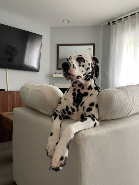 Dalmatian puppy Reactive Dog, Cute Baby Bunnies, Dalmatian Dogs, Grey Dog, Pretty Dogs, Pet Life, Sporting Dogs, Dog Behavior, Animal Planet