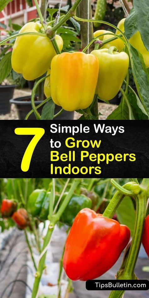 Find out how to extend the growing season for bell peppers by transplanting them from your garden into pots. Or, germinate pepper seeds using a heat mat to keep the soil temperature warm enough. Use a grow light to keep peppers fruiting all winter. #howto #grow #bell #peppers #indoors Peppers In Pots, Growing Green Peppers, Grow Bell Peppers, Peppers Growing, Growing Bell Peppers, Growing Vegetables Indoors, Growing Food Indoors, Vegetables In Pots, Growing Vegetables In Pots