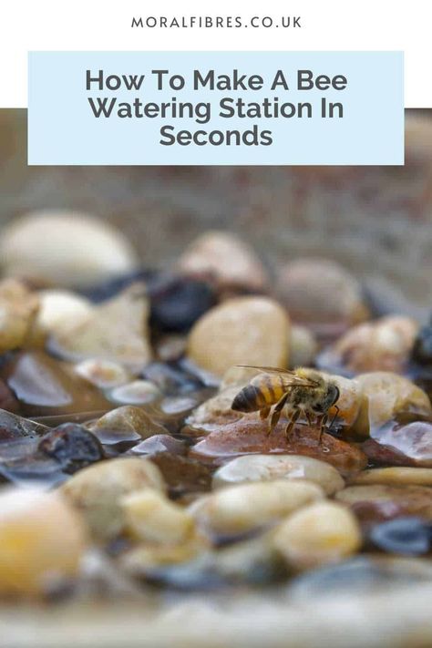 Here's how to make a bee watering station in seconds, using items from around your garden. How To Make A Bee Watering Station, Bee Hydration Station, Bee Drinking Station, Water For Bees, Bee Friendly Plants, Hydration Station, Water Station, Eco Friendly Garden, Water Mixes