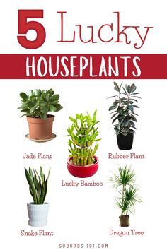 Need good luck in your life? These good luck plants will bring good feng shui to your home and office. These lucky plants will bring good fortune, money, positive energy and good fortune to your life. =Find out which lucky plants will bring luck to your life and are best for your feng shui and how to care for them. Feng Shui Pictures, Good Luck Plants, House Tree Plants, Feng Shui Good Luck, Front Door Plants, Best Plants For Bedroom, Feng Shui Plants, Lucky Bamboo Plants, Lotus Plant