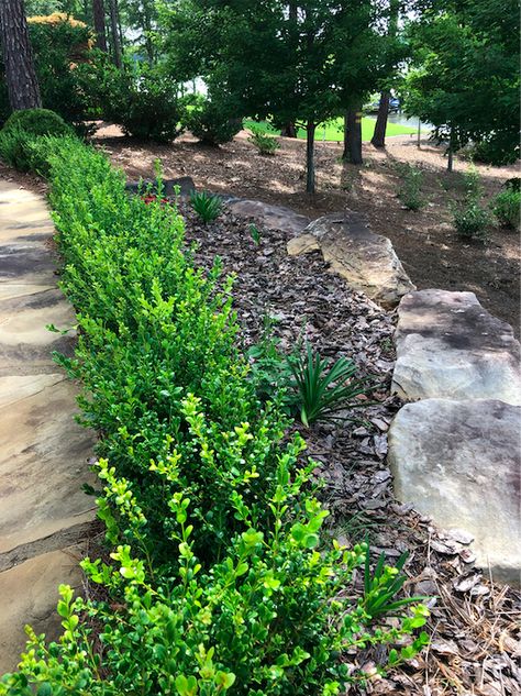 Carmen’s Planting Guide for Shrub Success — Carmen Johnston Gardens Needlepoint Holly, Wintergreen Boxwood, Drift Roses, Planting Guide, Small Courtyard Gardens, Pool Renovation, Front Yard Garden Design, Small Courtyards, Planting Shrubs