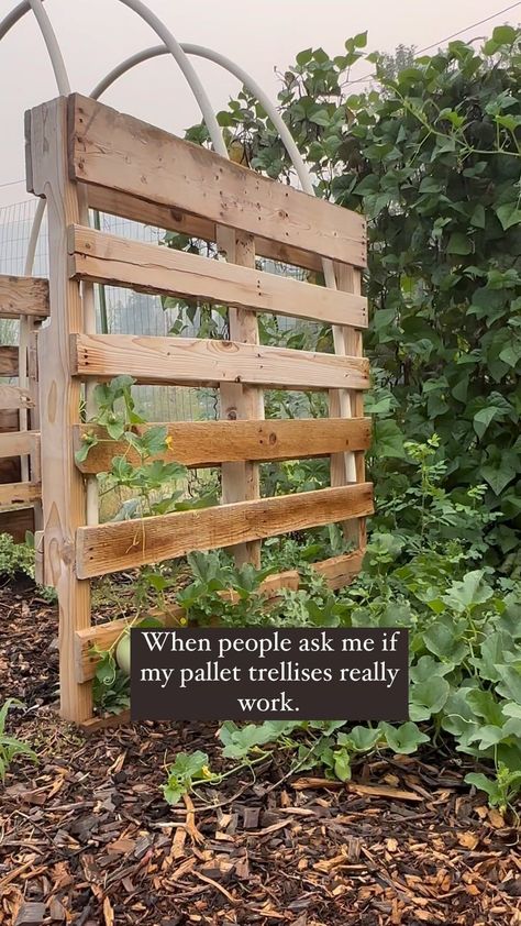 I’m all about the vines! ❤️ You can use just about anything for vines, get creative! These pallet trellises are simple and work great in… | Instagram Diy Pallet Trellis, Trellis For Roses, Allotment Design, Trellis Ideas Garden, Outdoor Trellis Ideas, Pallet Trellis, Messy Garden, Garden Trellis Ideas, Pallet Gardening