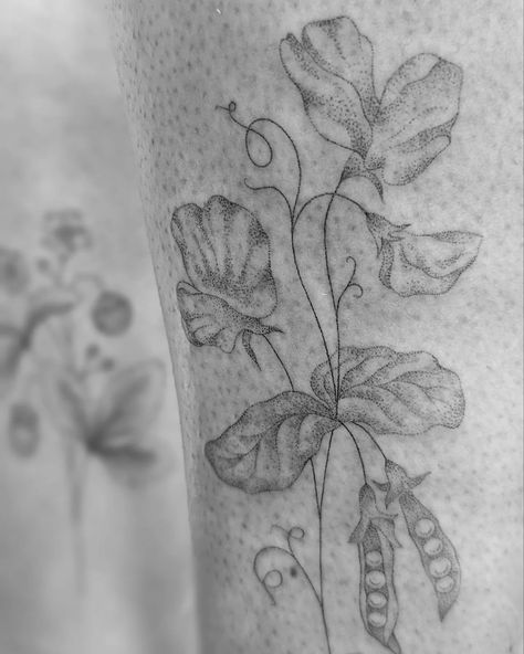 "I love your sweet pea designs especially with a few of the flower heads and the pea pod. And I would love you to design a wild strawberry with smaller strawberries on the plant as they tend to be smaller in the wild." 2 days in the studio and around 9 hours of tattooing.. Daisy.. you are an absolute trooper! Thank you so much for your patience. 🤗 We started with the wild strawbs on day 1 (the fresh photos on my last post), and did the sweetpeas on day 2. If you look through the photos abov... Pea Pod Tattoo, Multiple Tattoos, Sweet Pea Tattoo, Wild Strawberry, My Diary, Pea Pods, I Love Your, Wild Strawberries, 9 Hours