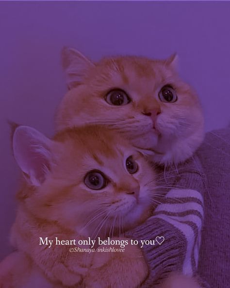 Dpzzzz For Whatsapp, Cat Dpz Cute Couple, Cute Cat Couple Aesthetic, Cat Love Quotes Feelings, Cute About For Whatsapp, Dp For Whatsapp Dark, J Wallpaper Letter Iphone Aesthetic, Shayari Beautiful, Whatsapp Dpz