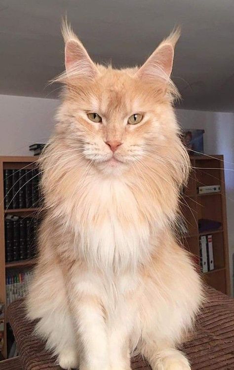 Mainecoon Cat Orange, Blond Cat, Mancoon Cats, Kurama Susanoo, Money Cat, Dream's Cat, Blonde Cat, Gorgeous Cats, Orange Tabby Cats