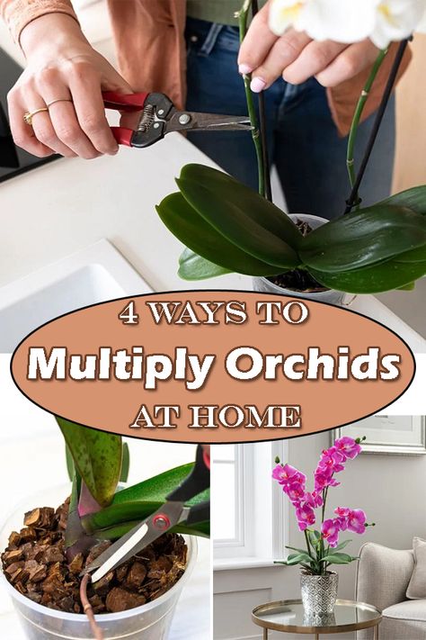 Propagate Orchids From Leaves, How To Propagate Orchids From Cuttings, Orchid Propagation Stems, Propagating Orchids From Stems, Propagating Orchids From Cuttings, How To Propagate Orchids, Orchids Care For Beginners, Propagating Orchids, Propagate Orchids