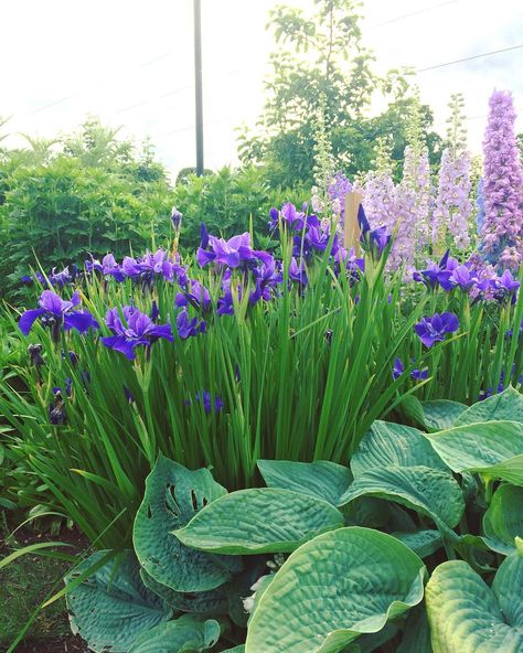 Love this combo of Iris sibirica with big-leaved Hosta sieboldiana giving a watery feeling to this path side. Botanically the Delphinium are possibly a little out of place but colour wise it's all looking pretty good! #garden #plant #combinations * * * * * #gardensofinstagram #gardenshow #instagardenlovers #flowers #flowerstagram #herbaceous #border #gardening #foliage #whatyousee #iswhatyouget #flowercolors #bold #imagination #tips #ideas #sayitwithflowers #gardenvisit #flowerphotography #... Iris And Hosta Garden, Dutch Iris Garden Ideas, Iris Garden Landscaping, Iris Garden Ideas, Hosta Sieboldiana, Purple Landscape, Iris Sibirica, Plant Combos, Bushes And Shrubs