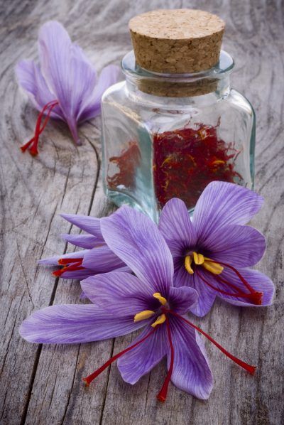 Harvesting Saffron Crocus – When And How To Harvest Saffron Saffron Health Benefits, Growing Saffron, Crocus Sativus, Saffron Crocus, Saffron Spice, Saffron Flower, Crocus Bulbs, Crocus Flower, Spices And Herbs