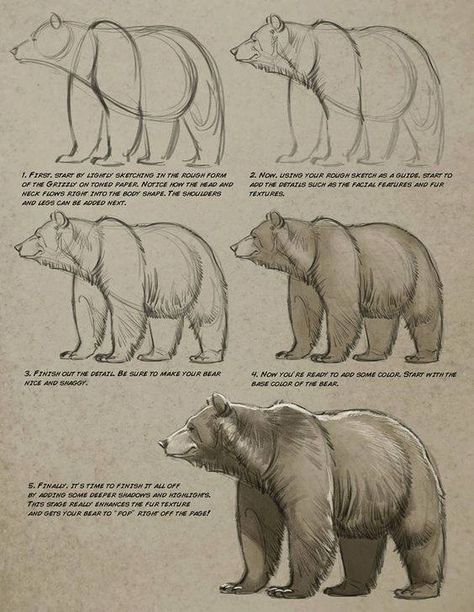 Aaron Blaise, Bear Sketch, Bear Paintings, Bear Drawing, Animal Study, Drawing Faces, 캐릭터 드로잉, Anatomy Drawing, Bear Art