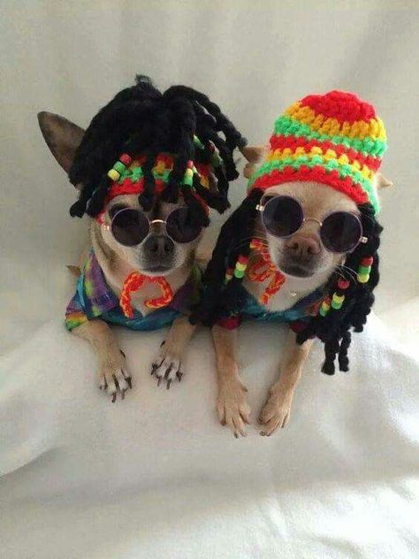 Hippie culture Merle Chihuahua, Teacup Chihuahua, Chihuahua Lover, Cute Chihuahua, Chihuahua Love, Dog Halloween Costumes, Chihuahua Puppies, Dog Costumes, Chihuahua Dogs