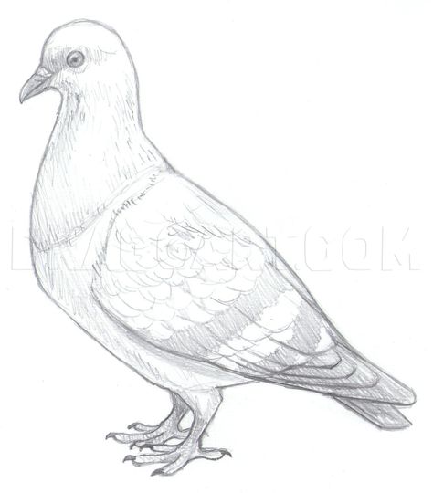 Pigeon Drawing, Pencil Drawing Pictures, Pencil Drawing Images, Drawing Pictures, Drawing Guide, Bird Artwork, Step Drawing, Guided Drawing, Drawing Easy