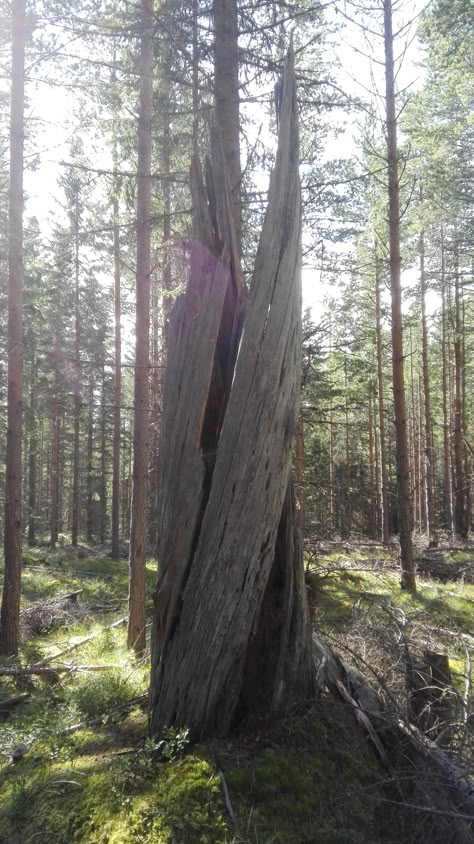 Lightning Struck Tree, Tree Struck By Lightning, Catching Lightning, Zine Project, African Tree, Battle Cats, Struck By Lightning, Sculpture Projects, Oc Inspo