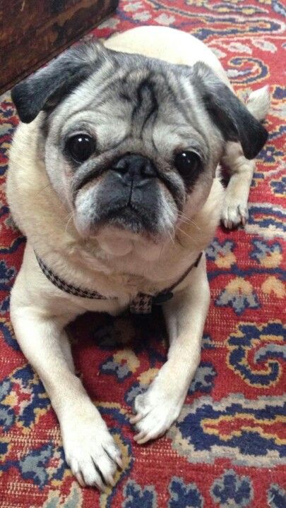 Older, beautiful pug. Old Pug, Pug Mug, Pets 3, Puppy Mills, Cute Pugs, Pug Love, Pug Life, Pug Dog, Dog Pictures