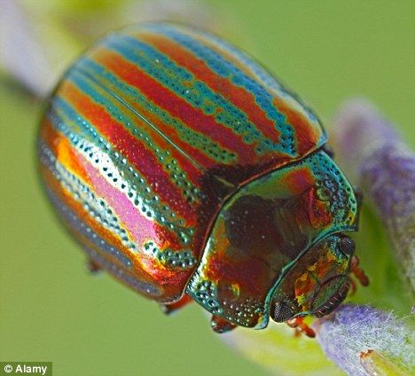 Rosemary Beetle: Pretty, and invasive. Pictures Of Insects, Cool Insects, Cool Bugs, A Bug's Life, Beetle Bug, Beautiful Bugs, Creepy Crawlies, Arthropods, Arachnids