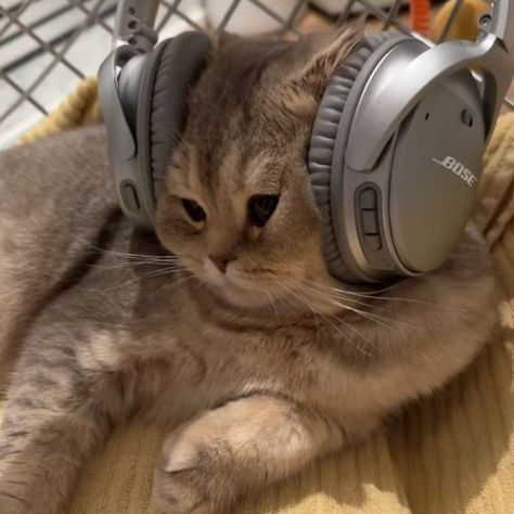 Wearing Headphones, A Cat, Headphones, On Twitter, Twitter