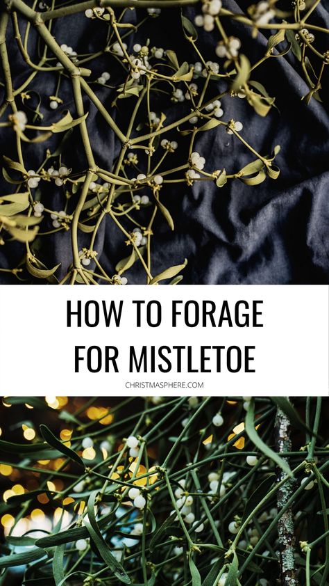 Miseltoe Decoration Diy, Foraging Christmas Decor, Christmas Foraging, Diy Mistletoe Decoration, Homemade Mistletoe, Foraged Christmas Decorations, Mistletoe Meaning, Evergreen Decorations, Diy Mistletoe