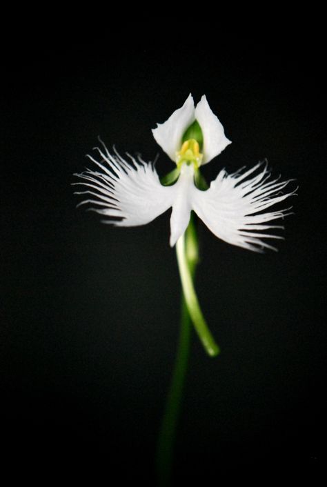 White Egret Orchid (Habenaria radiata) White Egret Orchid, Egret Orchid, Orchid Seeds, White Egret, Bonsai Flower, Large Flower Pots, Balcony Plants, Hybrid Tea Roses, Bonsai Plants