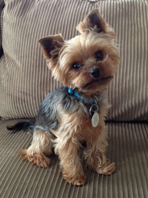 ==>Please welcome My name is Cooper and I really LOVE posing for pics! Original Post at https://is.gd/nsY58J Share your your pup at https://itsayorkielife.com/community/¸.•*¨*•SHARE YOUR YORKIE•*¨*•.¸ at https://itsayorkielife.com/community/} #Yorkies,#YorkshireTerriers,#YorkshireTerrierLove,#ItsaYorkieLife Biewer Yorkie, Teacup Yorkie Puppy, Yorkie Moms, Yorkie Terrier, Yorkie Puppies, Yorkie Lovers, Silky Terrier, Teacup Yorkie, Yorkie Poo