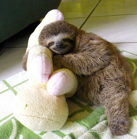 Taken from Animal Planet documentary “Meet the Sloths”, this adorable and informative video tells the story of a tiny baby sloth who loses his fur due to mange. Description from pinterest.com. I searched for this on bing.com/images Baby Sloth Pictures, Pictures Of Sloths, Cute Sloth Pictures, Sloth Sleeping, Sloth Life, Baby Sloth, Cute Sloth, Cute Creatures, Sweet Animals